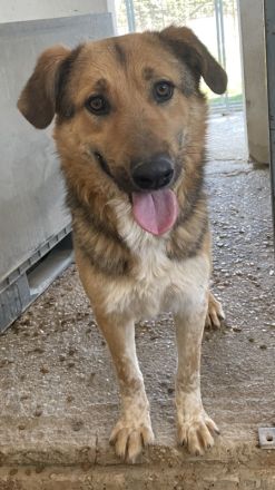 Yassin, geb. ca. 06/2020, lebt in GRIECHENLAND, im städt. Tierheim Serres