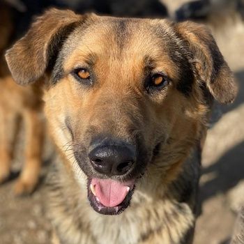 Yassin, geb. ca. 06/2020, lebt in GRIECHENLAND, im städt. Tierheim Serres