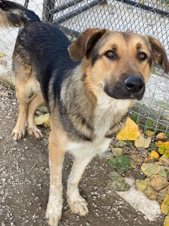 Yassin, geb. ca. 06/2020, lebt in GRIECHENLAND, im städt. Tierheim Serres