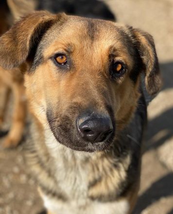 Yassin, geb. ca. 06/2020, lebt in GRIECHENLAND, im städt. Tierheim Serres