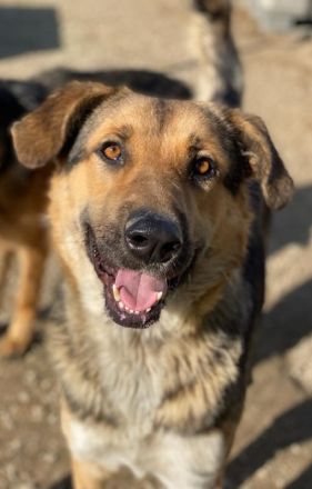 Yassin, geb. ca. 06/2020, lebt in GRIECHENLAND, im städt. Tierheim Serres