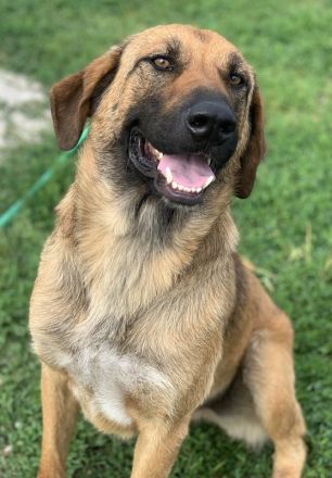 Xawi, geb. ca. 12/2019, lebt in GRIECHENLAND, im städt. Tierheim Serres