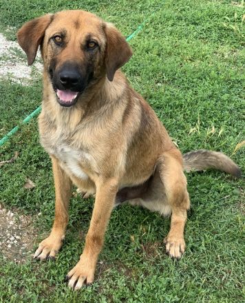 Xawi, geb. ca. 12/2019, lebt in GRIECHENLAND, im städt. Tierheim Serres