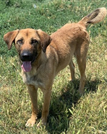 Xawi, geb. ca. 12/2019, lebt in GRIECHENLAND, im städt. Tierheim Serres