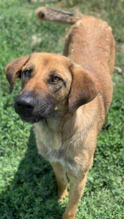 Xawi, geb. ca. 12/2019, lebt in GRIECHENLAND, im städt. Tierheim Serres