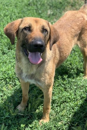 Xawi, geb. ca. 12/2019, lebt in GRIECHENLAND, im städt. Tierheim Serres