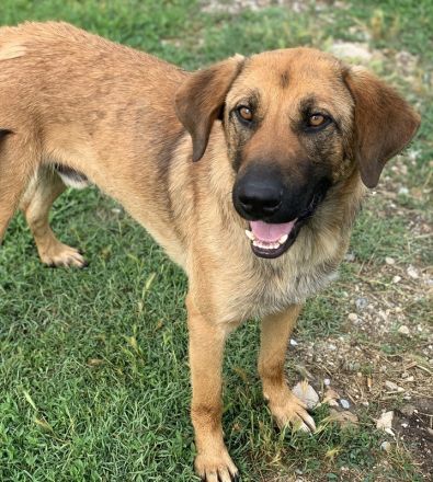 Xawi, geb. ca. 12/2019, lebt in GRIECHENLAND, im städt. Tierheim Serres