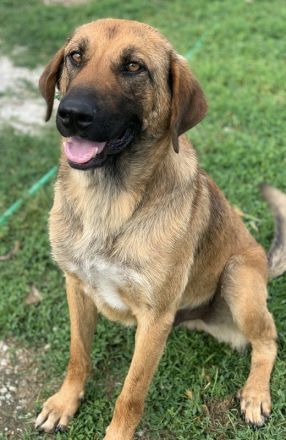 Xawi, geb. ca. 12/2019, lebt in GRIECHENLAND, im städt. Tierheim Serres