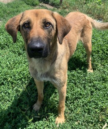 Xawi, geb. ca. 12/2019, lebt in GRIECHENLAND, im städt. Tierheim Serres