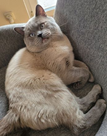 Reinrassige britisch Kurzhaar