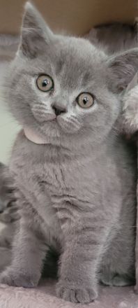 Reinrassige britisch Kurzhaar