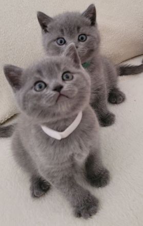 Reinrassige britisch Kurzhaar