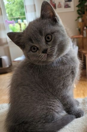 Reinrassige britisch Kurzhaar