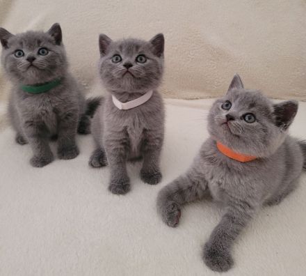 Reinrassige britisch Kurzhaar