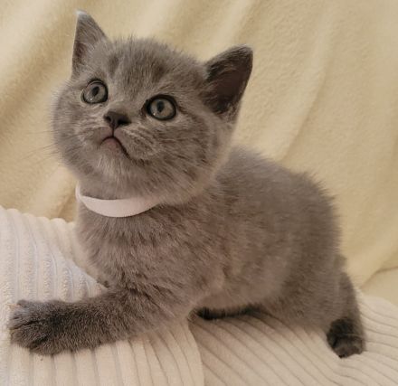 Reinrassige britisch Kurzhaar