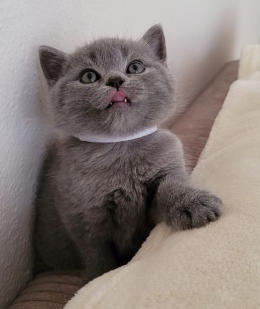 Reinrassige britisch Kurzhaar