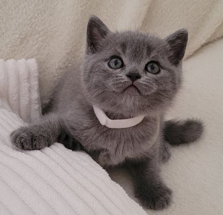 Reinrassige britisch Kurzhaar