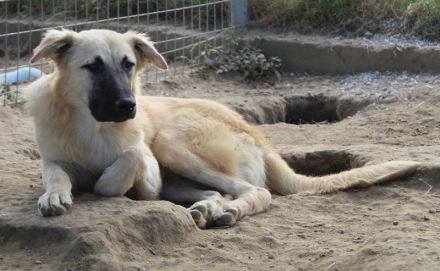 Arlo, geb. ca. 02/2023, lebt in GRIECHENLAND, im städt. Tierheim Serres