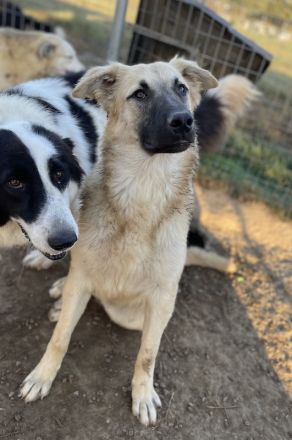 Arlo, geb. ca. 02/2023, lebt in GRIECHENLAND, im städt. Tierheim Serres