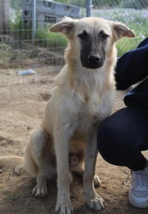 Arlo, geb. ca. 02/2023, lebt in GRIECHENLAND, im städt. Tierheim Serres