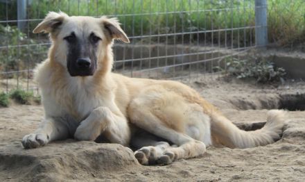Arlo, geb. ca. 02/2023, lebt in GRIECHENLAND, im städt. Tierheim Serres
