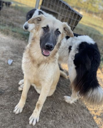 Arlo, geb. ca. 02/2023, lebt in GRIECHENLAND, im städt. Tierheim Serres