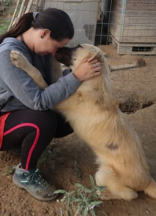 Arlo, geb. ca. 02/2023, lebt in GRIECHENLAND, im städt. Tierheim Serres