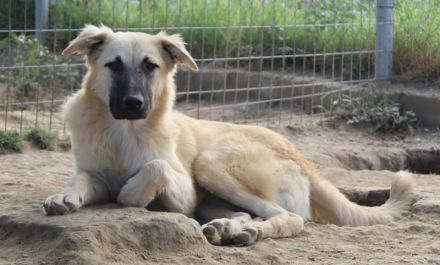 Arlo, geb. ca. 02/2023, lebt in GRIECHENLAND, im städt. Tierheim Serres