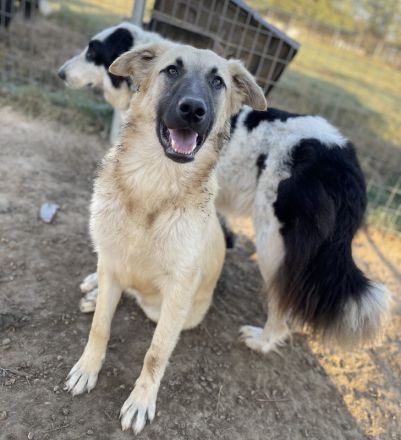 Arlo, geb. ca. 02/2023, lebt in GRIECHENLAND, im städt. Tierheim Serres