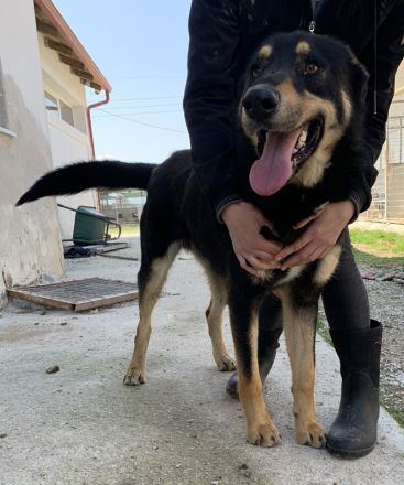 Niles, geb. ca. 05/2019, lebt in GRIECHENLAND, im städt. Tierheim Serre