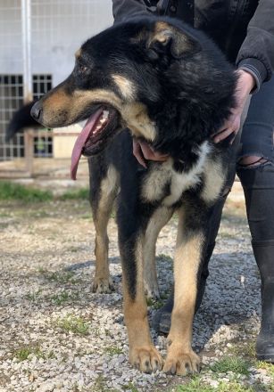 Niles, geb. ca. 05/2019, lebt in GRIECHENLAND, im städt. Tierheim Serre