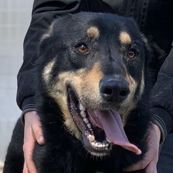 Niles, geb. ca. 05/2019, lebt in GRIECHENLAND, im städt. Tierheim Serre