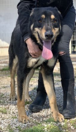 Niles, geb. ca. 05/2019, lebt in GRIECHENLAND, im städt. Tierheim Serre