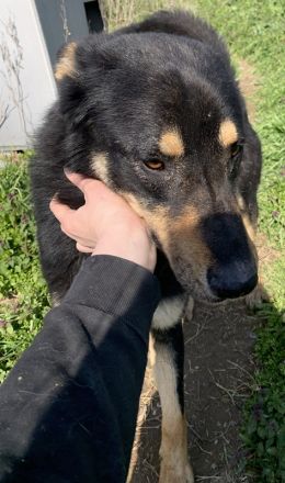 Niles, geb. ca. 05/2019, lebt in GRIECHENLAND, im städt. Tierheim Serre