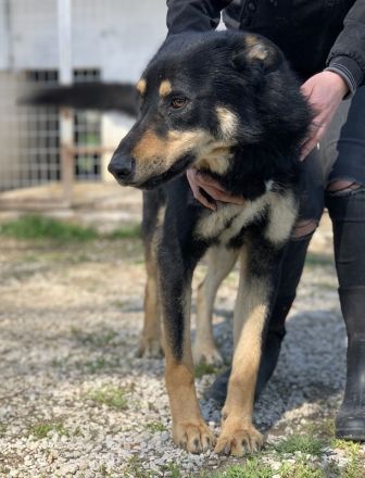 Niles, geb. ca. 05/2019, lebt in GRIECHENLAND, im städt. Tierheim Serre