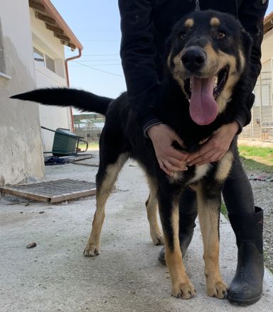 Niles, geb. ca. 05/2019, lebt in GRIECHENLAND, im städt. Tierheim Serre