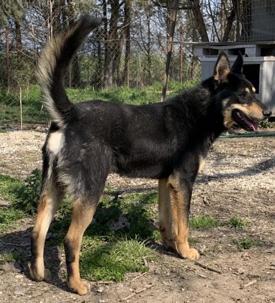 Niles, geb. ca. 05/2019, lebt in GRIECHENLAND, im städt. Tierheim Serre