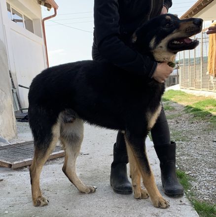 Niles, geb. ca. 05/2019, lebt in GRIECHENLAND, im städt. Tierheim Serre