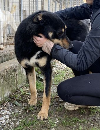 Niles, geb. ca. 05/2019, lebt in GRIECHENLAND, im städt. Tierheim Serre