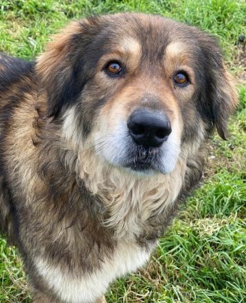 Nikolaus, geb. ca. 09/2015, lebt in GRIECHENLAND, im städt. Tierheim Serres