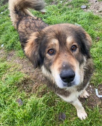 Nikolaus, geb. ca. 09/2015, lebt in GRIECHENLAND, im städt. Tierheim Serres