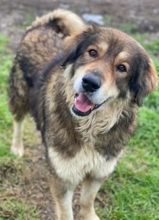 Nikolaus, geb. ca. 09/2015, lebt in GRIECHENLAND, im städt. Tierheim Serres