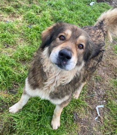Nikolaus, geb. ca. 09/2015, lebt in GRIECHENLAND, im städt. Tierheim Serres