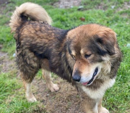 Nikolaus, geb. ca. 09/2015, lebt in GRIECHENLAND, im städt. Tierheim Serres