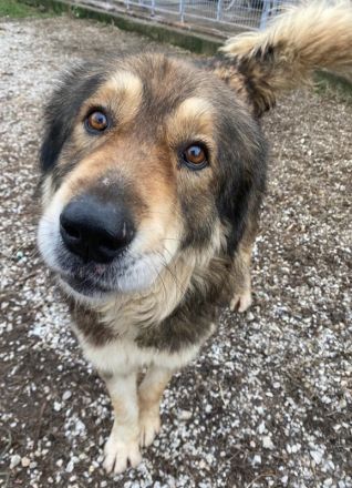 Nikolaus, geb. ca. 09/2015, lebt in GRIECHENLAND, im städt. Tierheim Serres