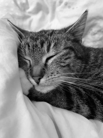 Getigerte Katze abzugeben