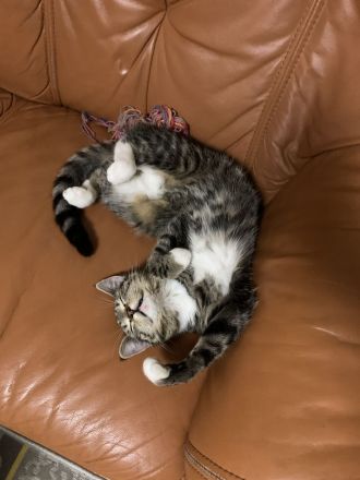 Getigerte Katze abzugeben