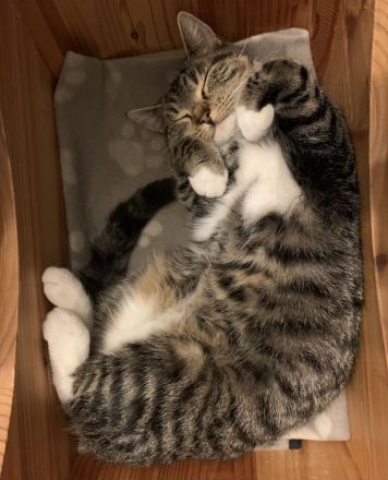 Getigerte Katze abzugeben