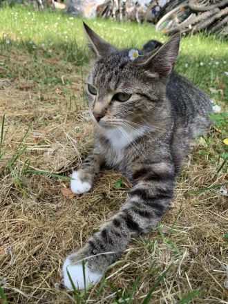 Getigerte Katze abzugeben