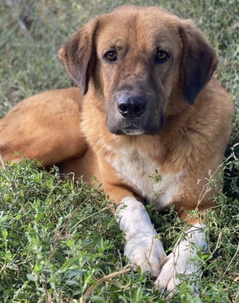 Maletto, geb. ca. 09/2018, lebt in GRIECHENLAND, im städt. Tierheim Serres